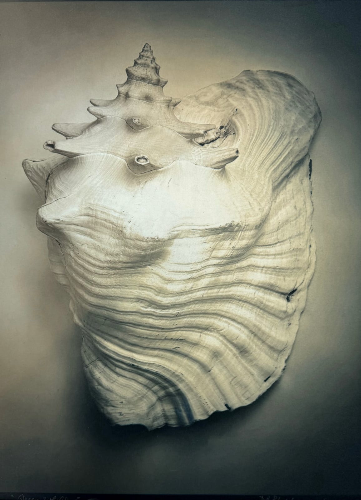 DIANA BLOOMFIELD, Queen Whelk, Exterior, 2024