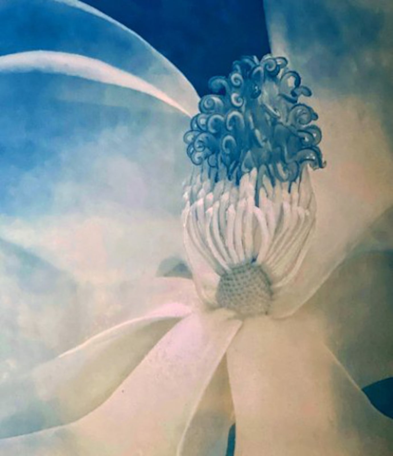 DIANA BLOOMFIELD, Magnolia, 2022