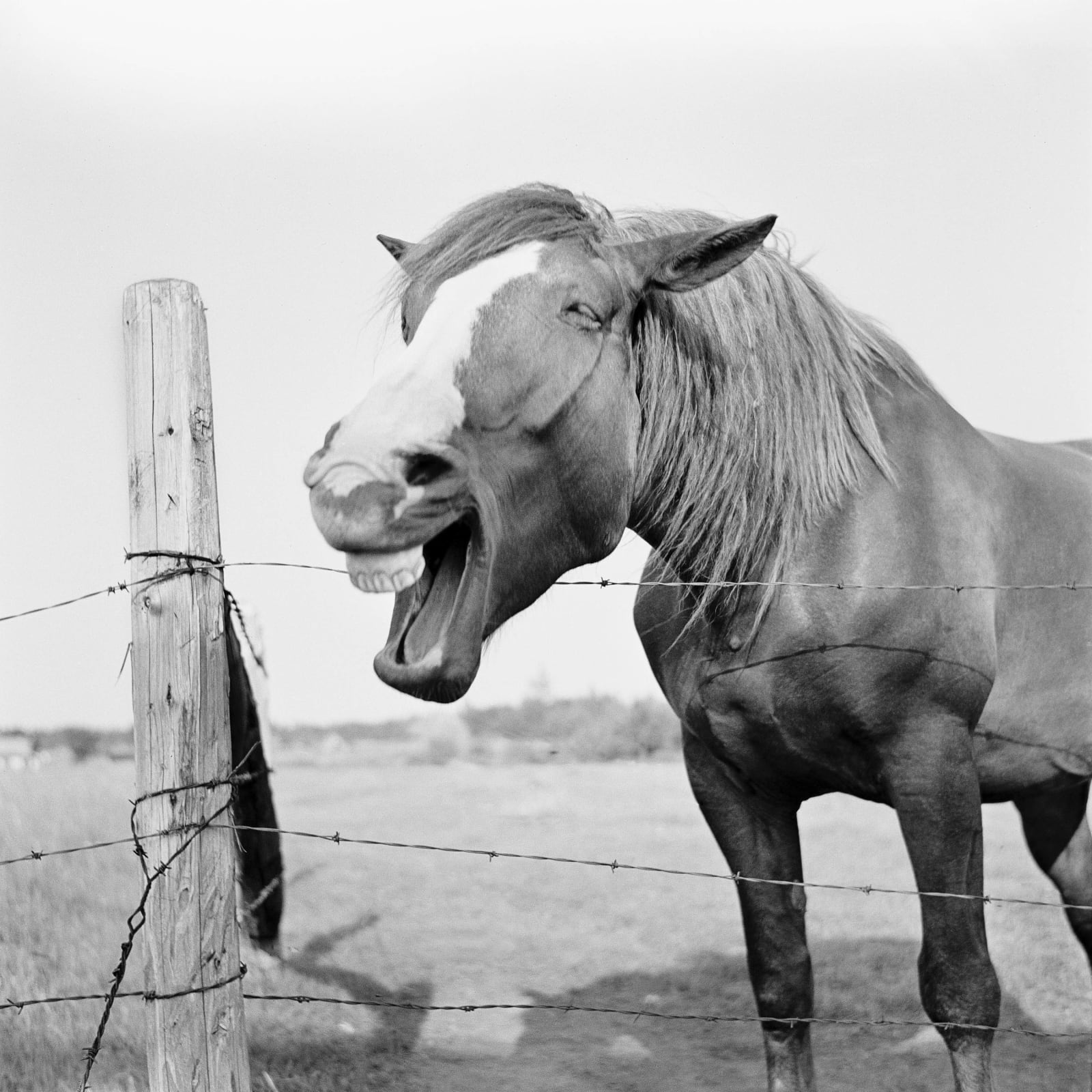 DAVID L. HUNSBERGER, The Laughing Horse