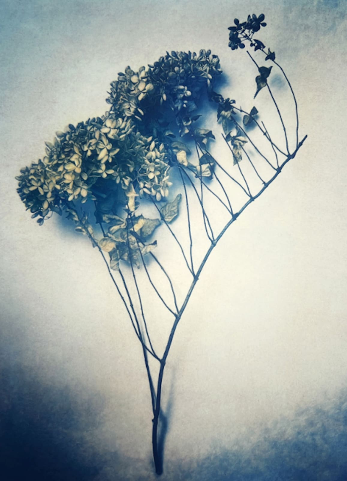 DIANA BLOOMFIELD, Hydrangea, 2023