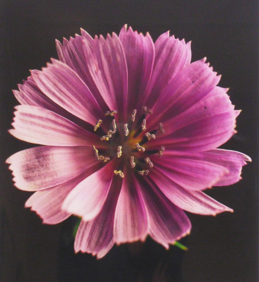 Howard Bjornson, Chickory