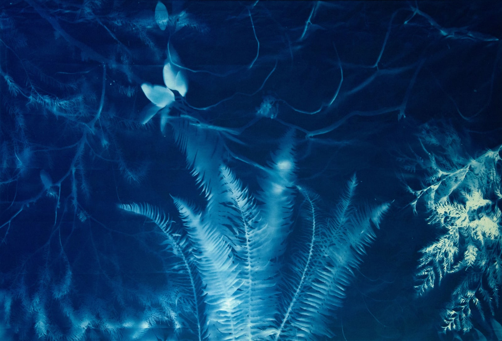 Allison Svoboda, Temperate Rainforest 1