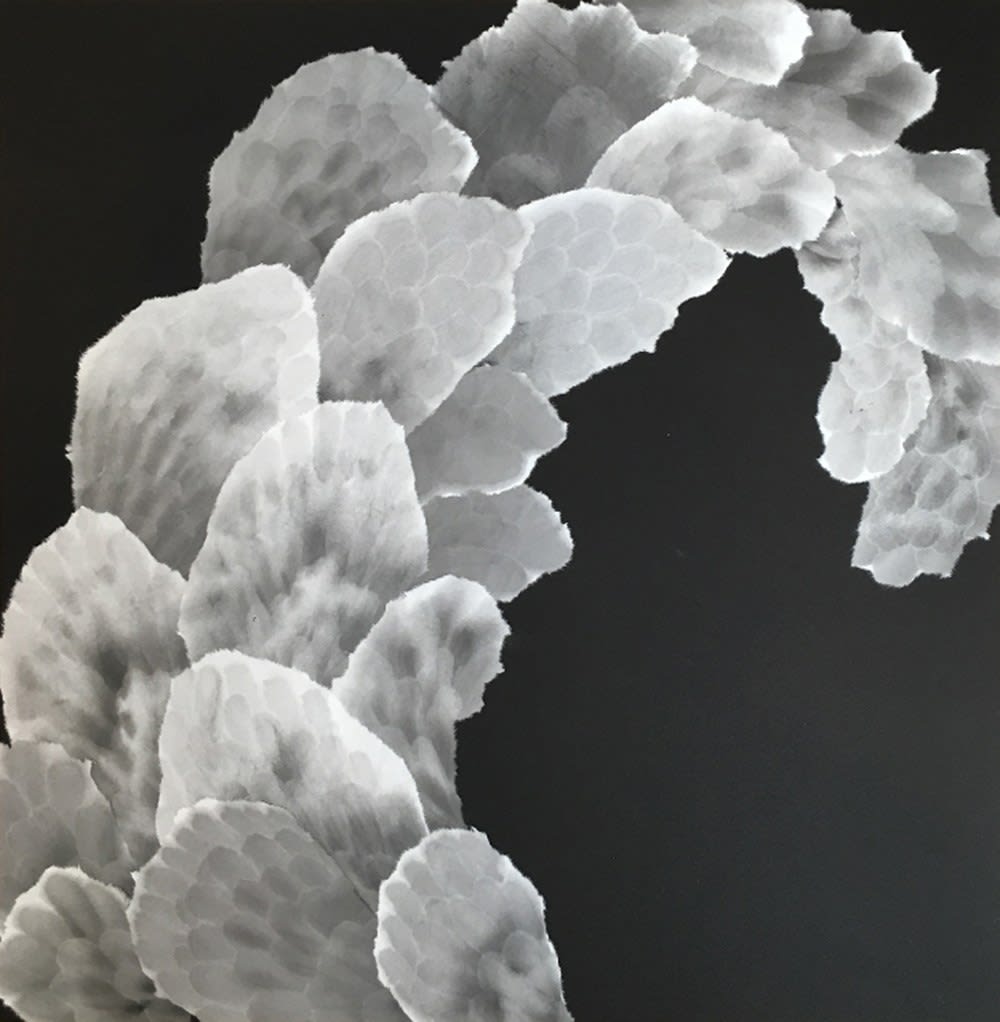 Allison Svoboda, Furling XIV