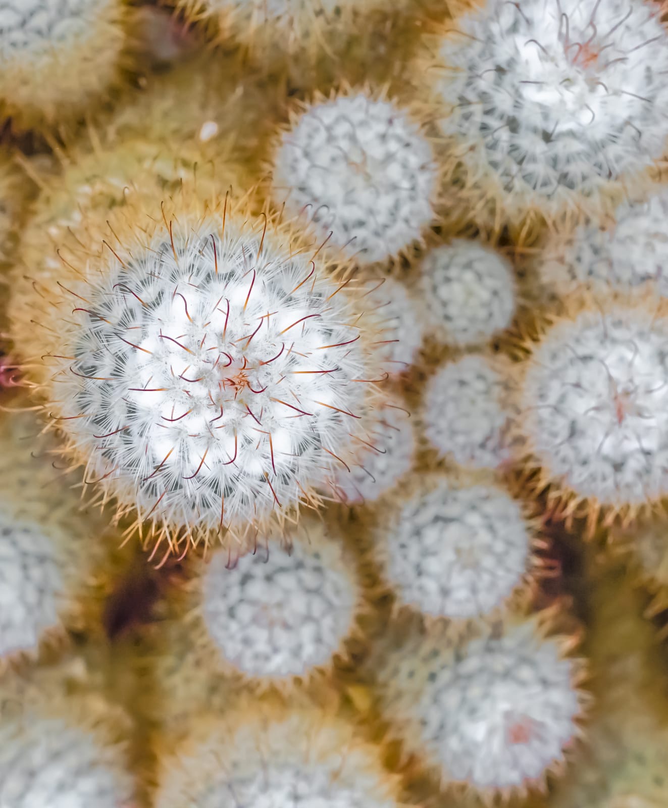 Larry Emerson, Plant Flower Leaf Cactus_13