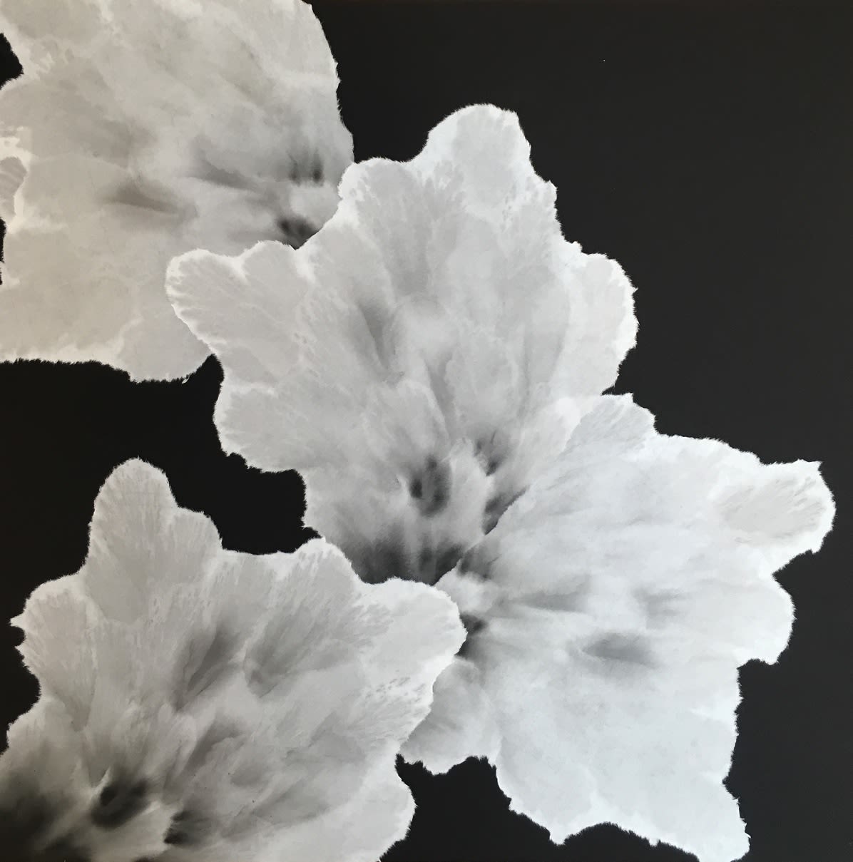 Allison Svoboda, Furling XII