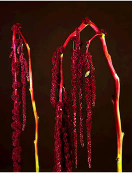 Sara Beugen, Amaranthus II