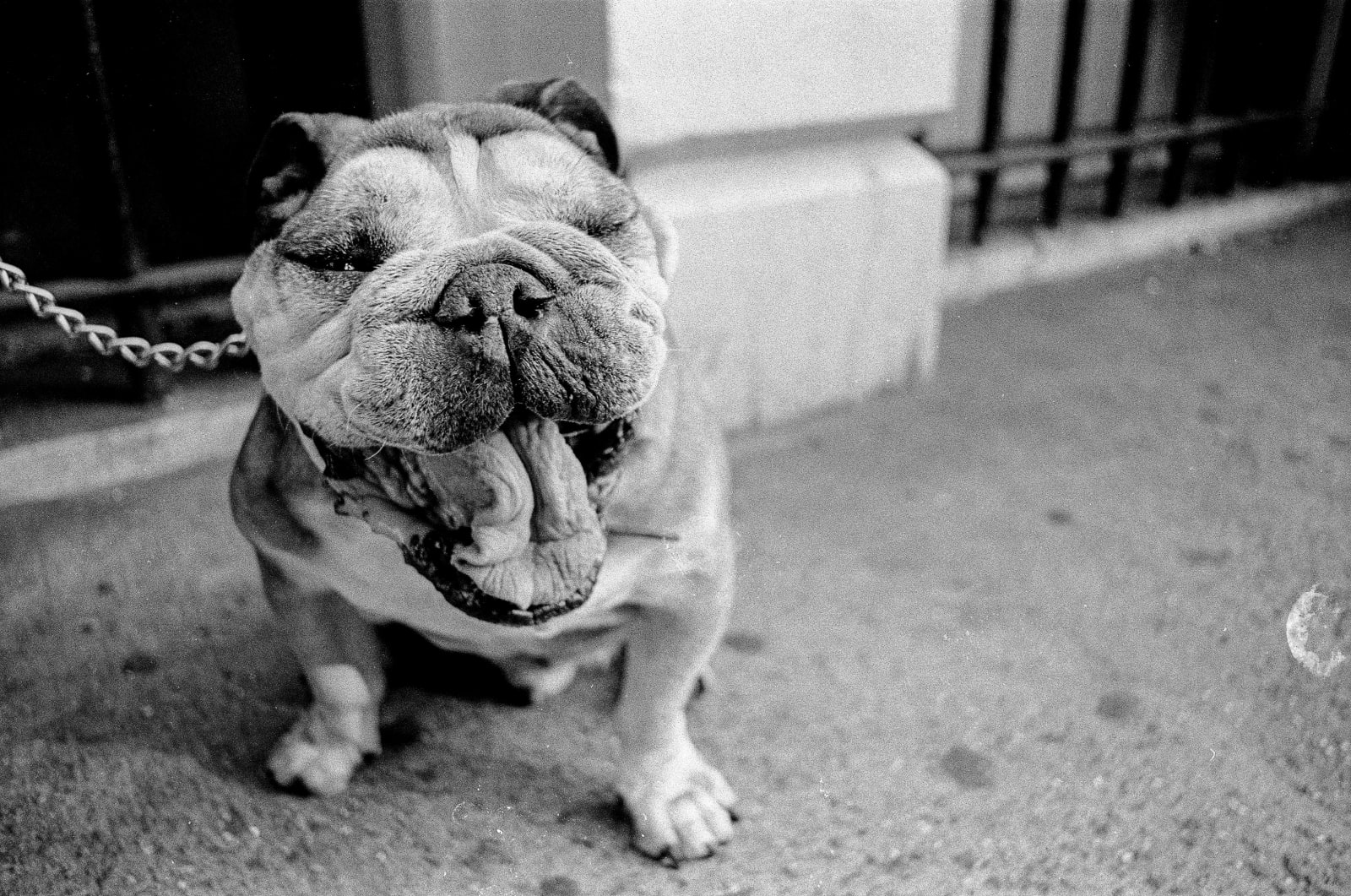 Kelly de Geer, Portrait of a Bulldog. New York (2015), 2025