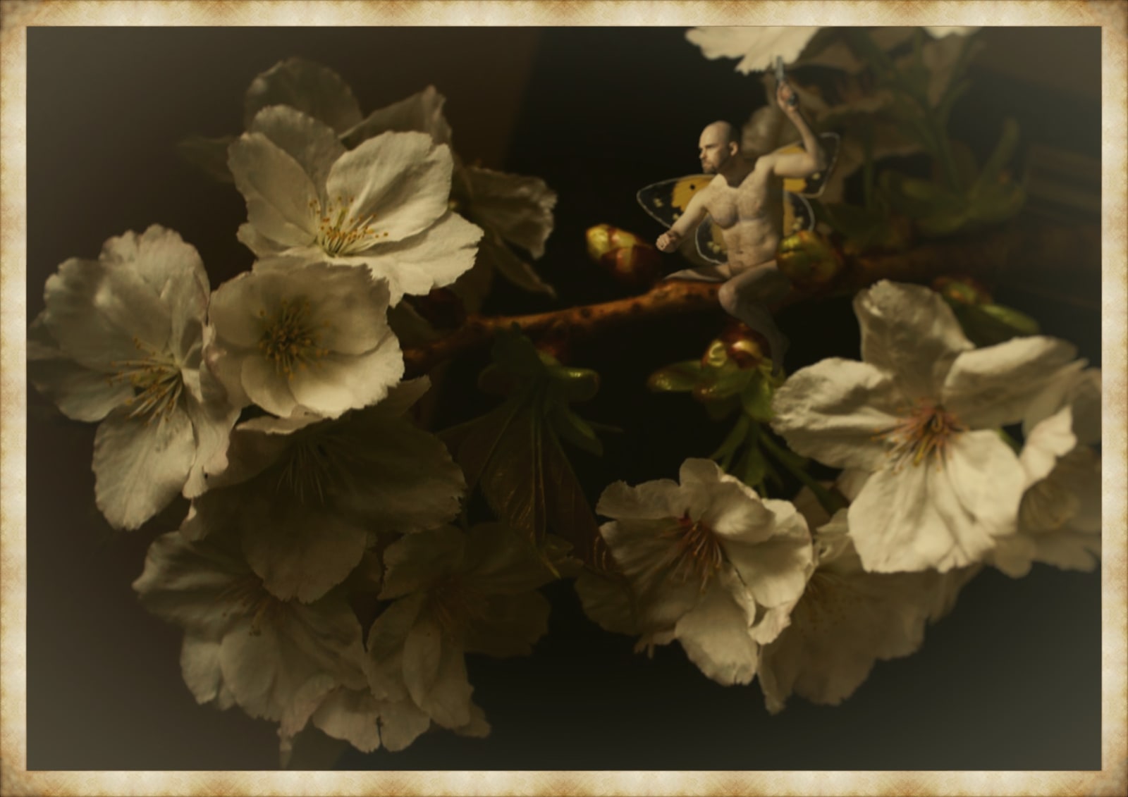 Angela Lizon, Great White Cherry