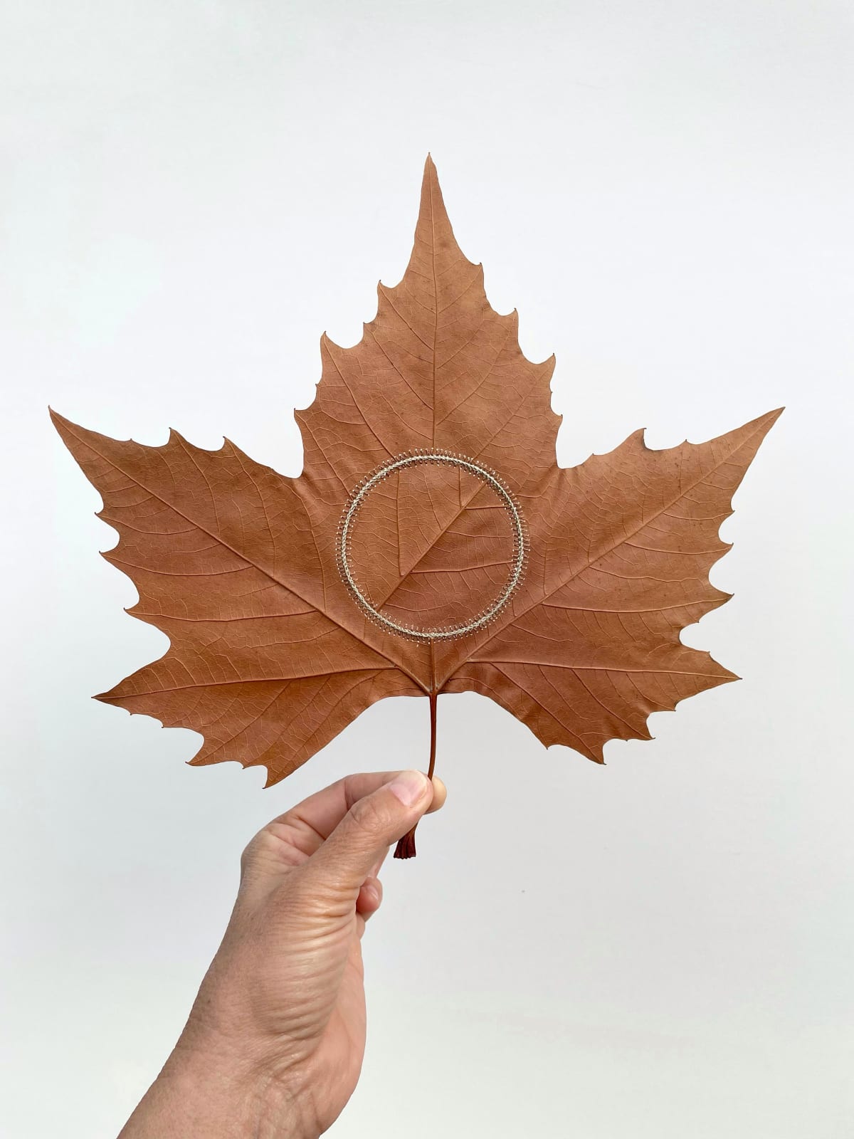 Susanna Bauer, Attune, 2025