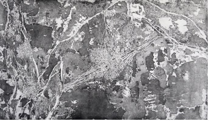 Alice Freeman, Madreporite, 2021