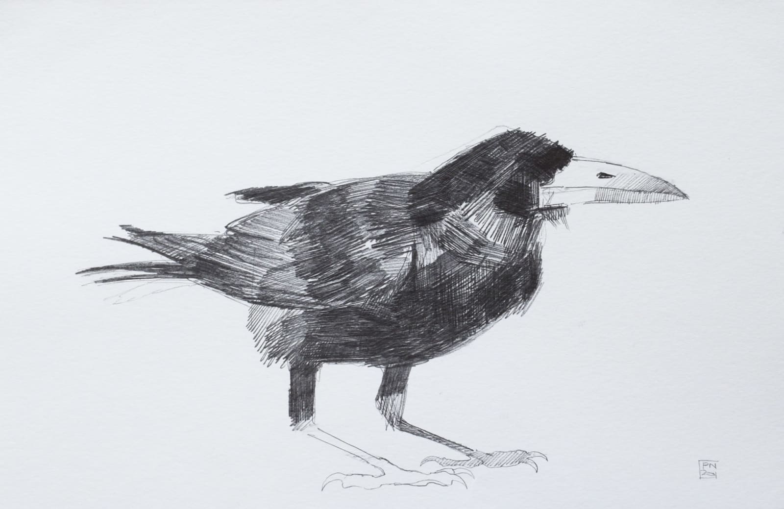 Paul Newman, Rook, 2020