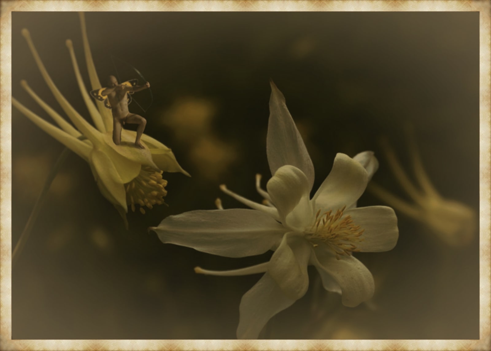 Angela Lizon, Aquilegia