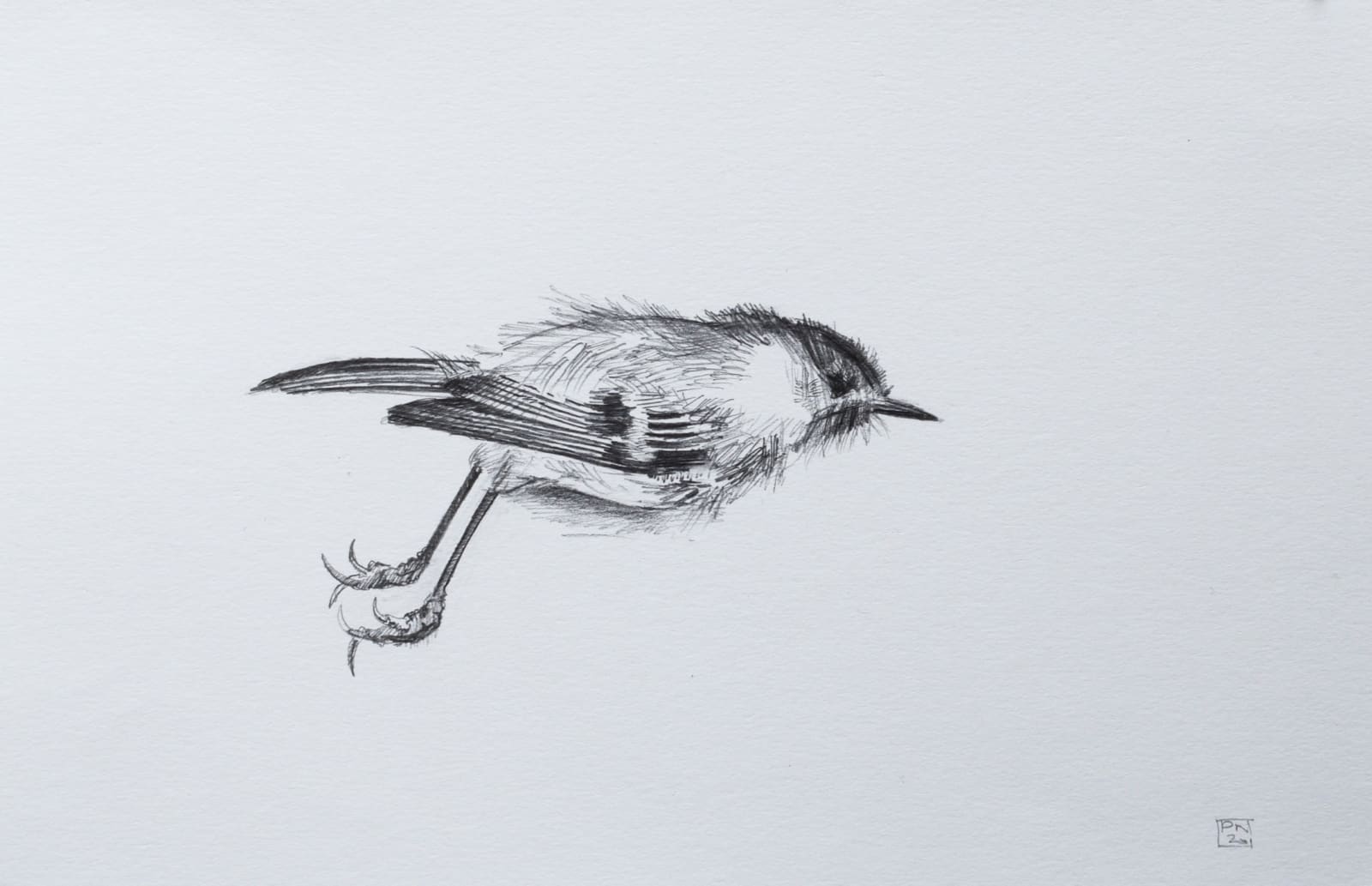 Paul Newman, Goldcrest, 2020