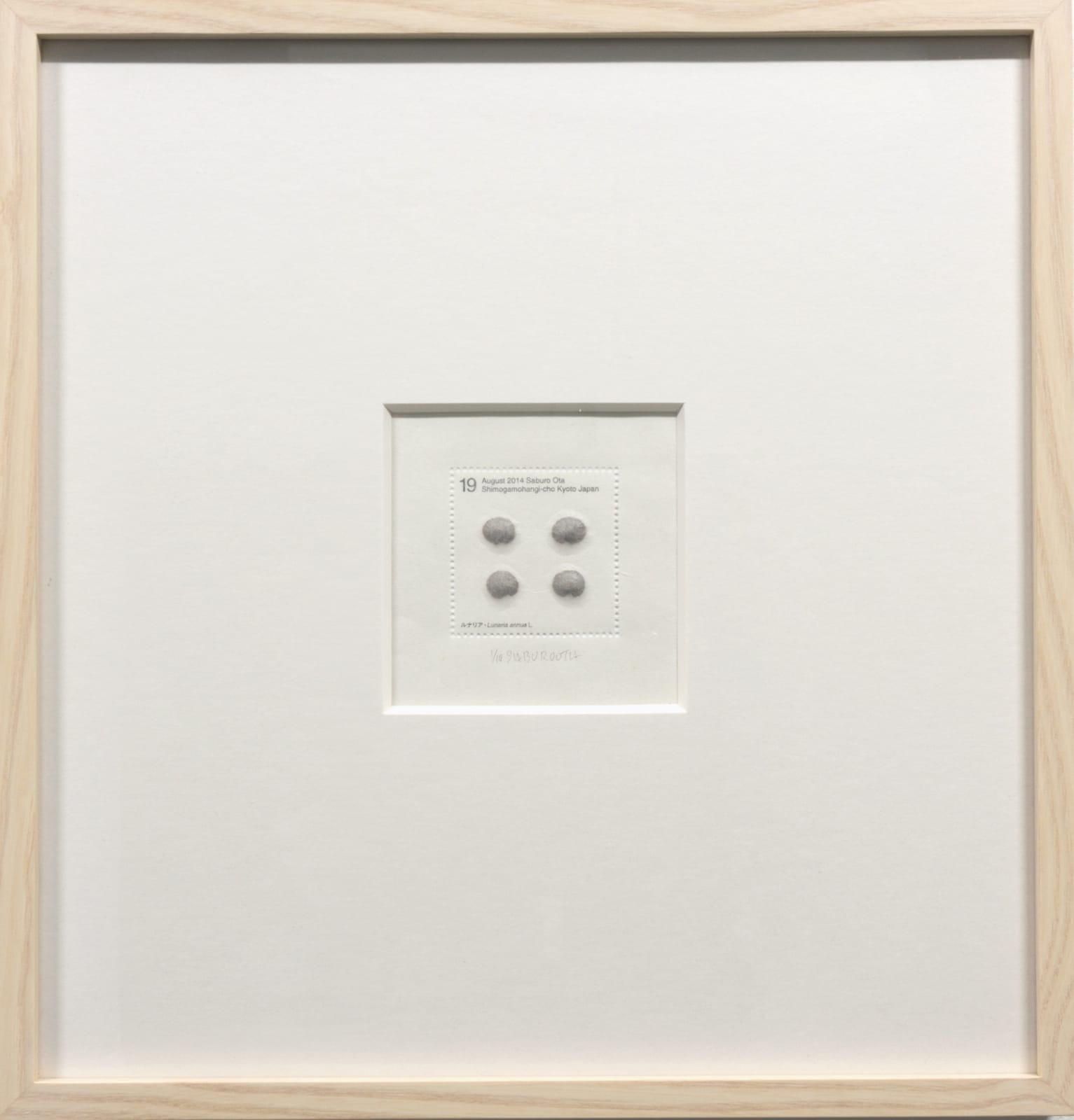 Saburo Ota, Seed Project from Kyoto_Linaria annua L., 2014