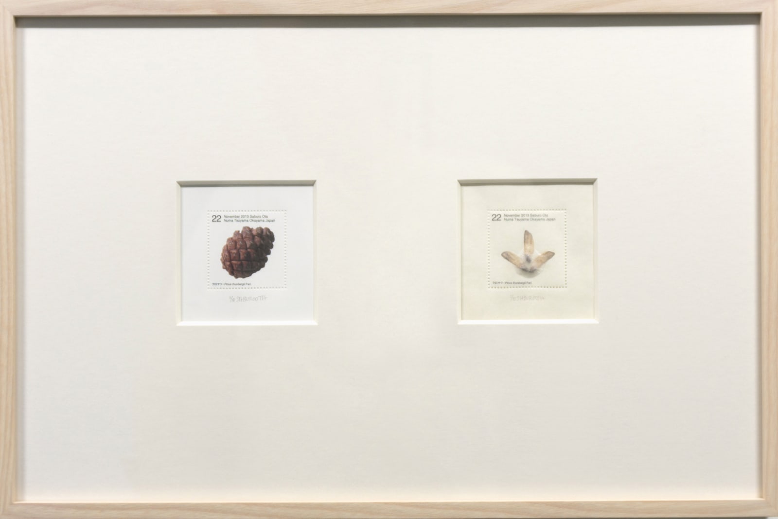 Saburo Ota, Seed Plant_Pinus thunbergii, 2013