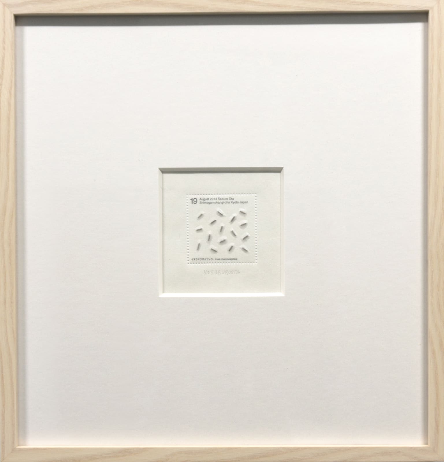 Saburo Ota, Seed Project from Kyoto_Inula macrocephala., 2014