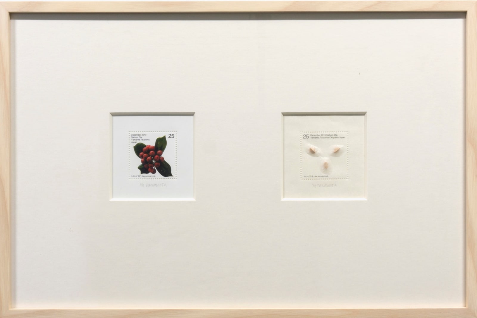 Saburo Ota, Seed Plant_llex cornuta Lindl., 2013