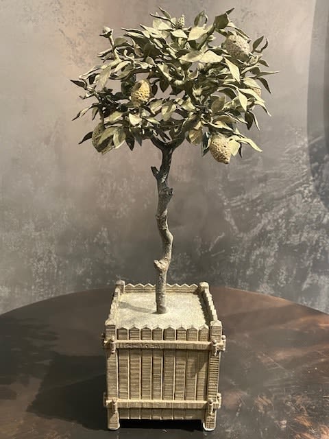 CANE Louis, Citronnier, 2022