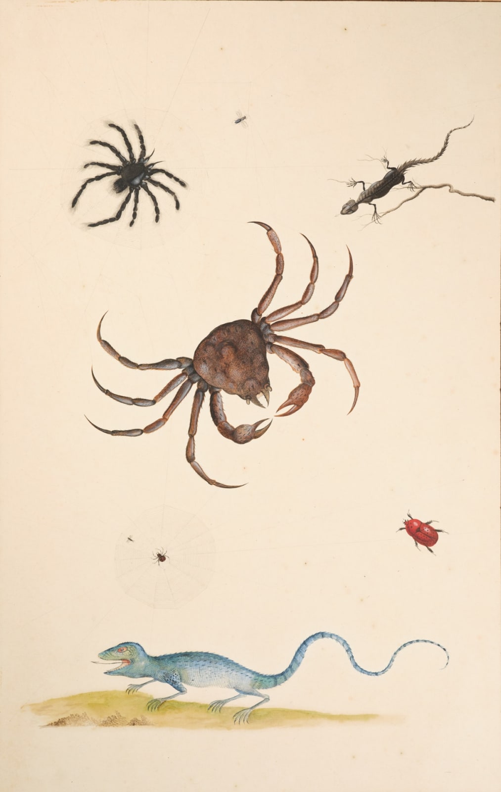 NICOLAAS STRUYCK, A King Crab, Lizards, Spiders and a Beetle, ca. 1719