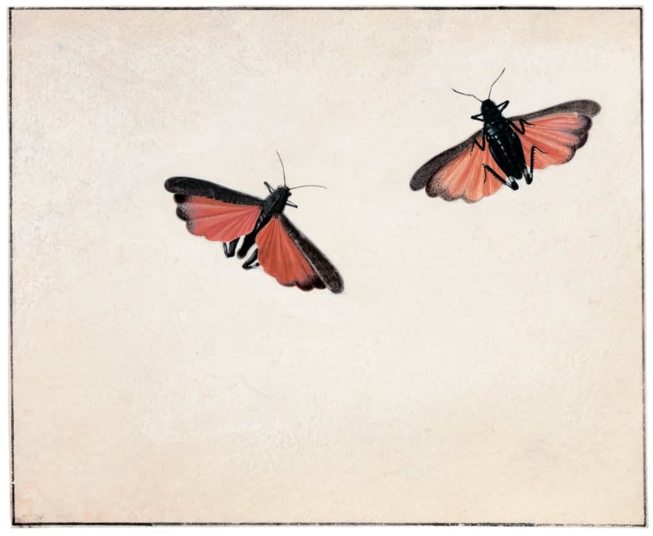 JOHANNES BRONCKHORST, A Study of a Cricket from Two Sides