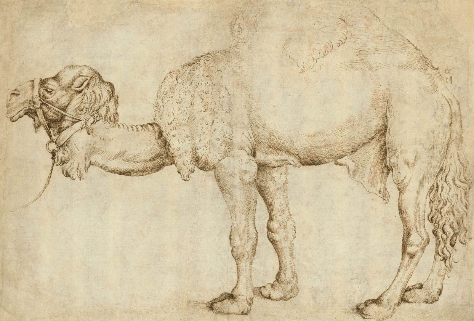 NETHERLANDISH SCHOOL, Study of a Dromedary, after Gentile Bellini (?), mid 16th century