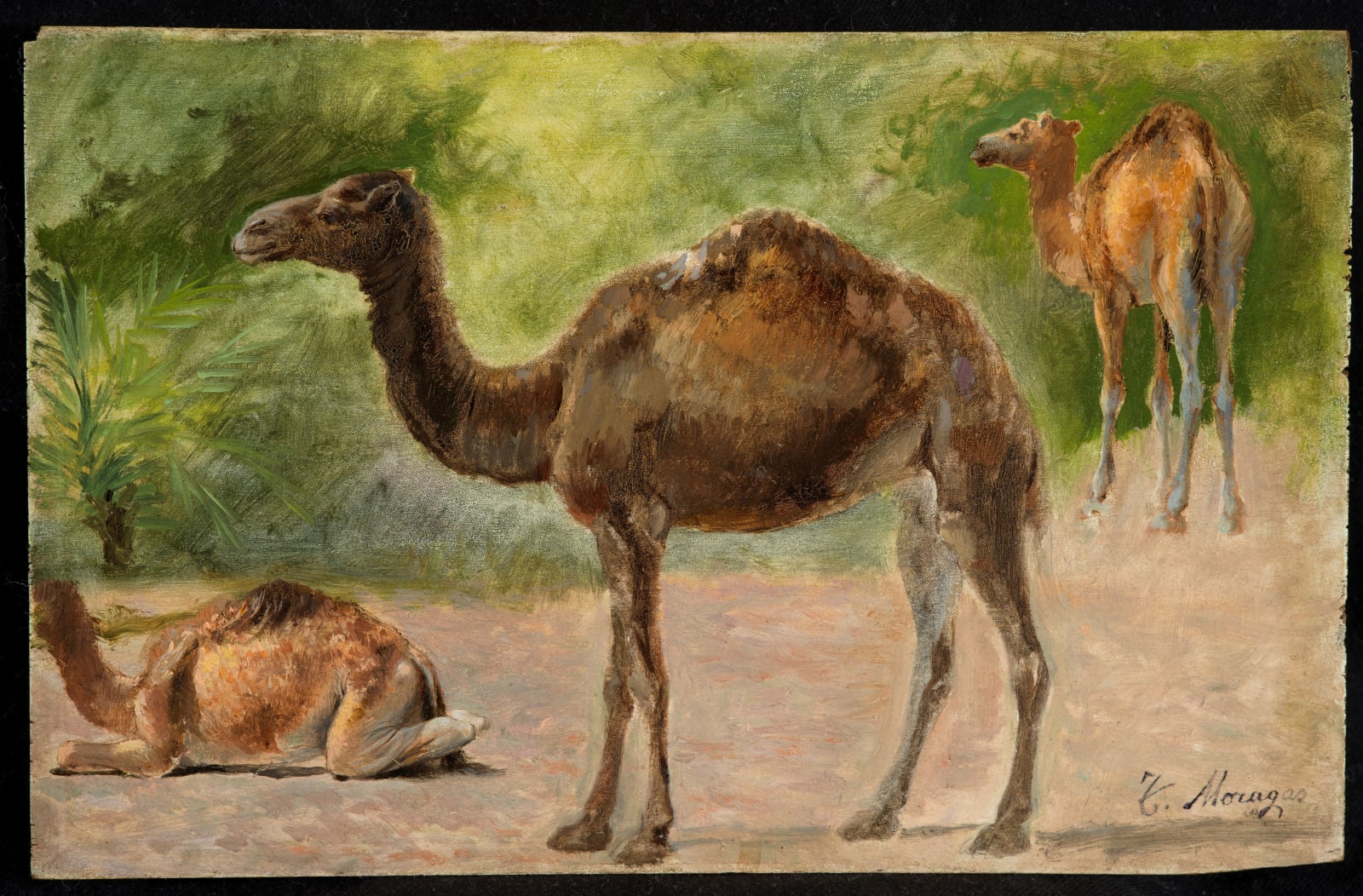 TÒMAS MORAGAS, Camels