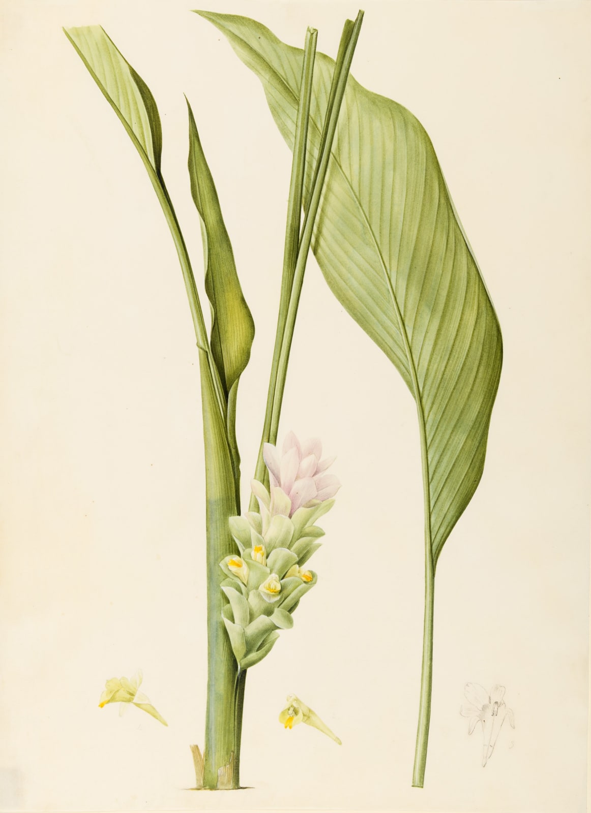 PIERRE-JOSEPH REDOUTÉ, Tumeric (Curcuma longa)