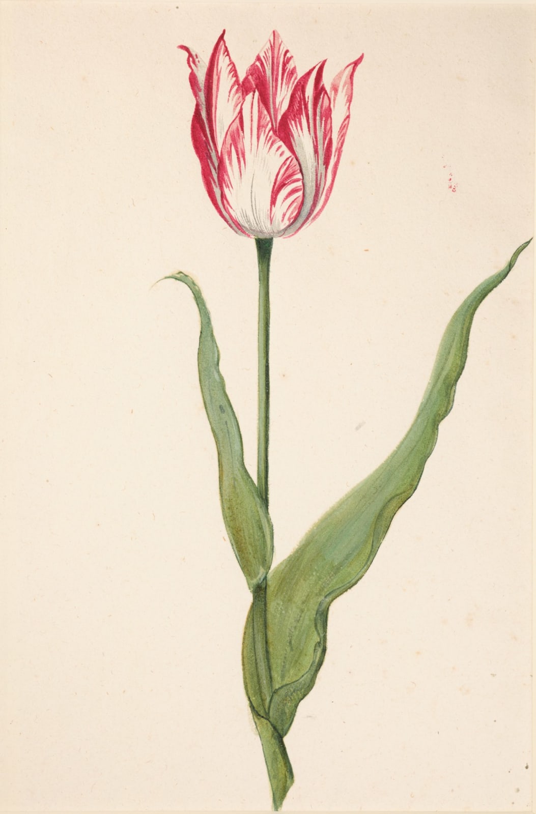 PIETER HOLSTEYN II, Study for a Tulip