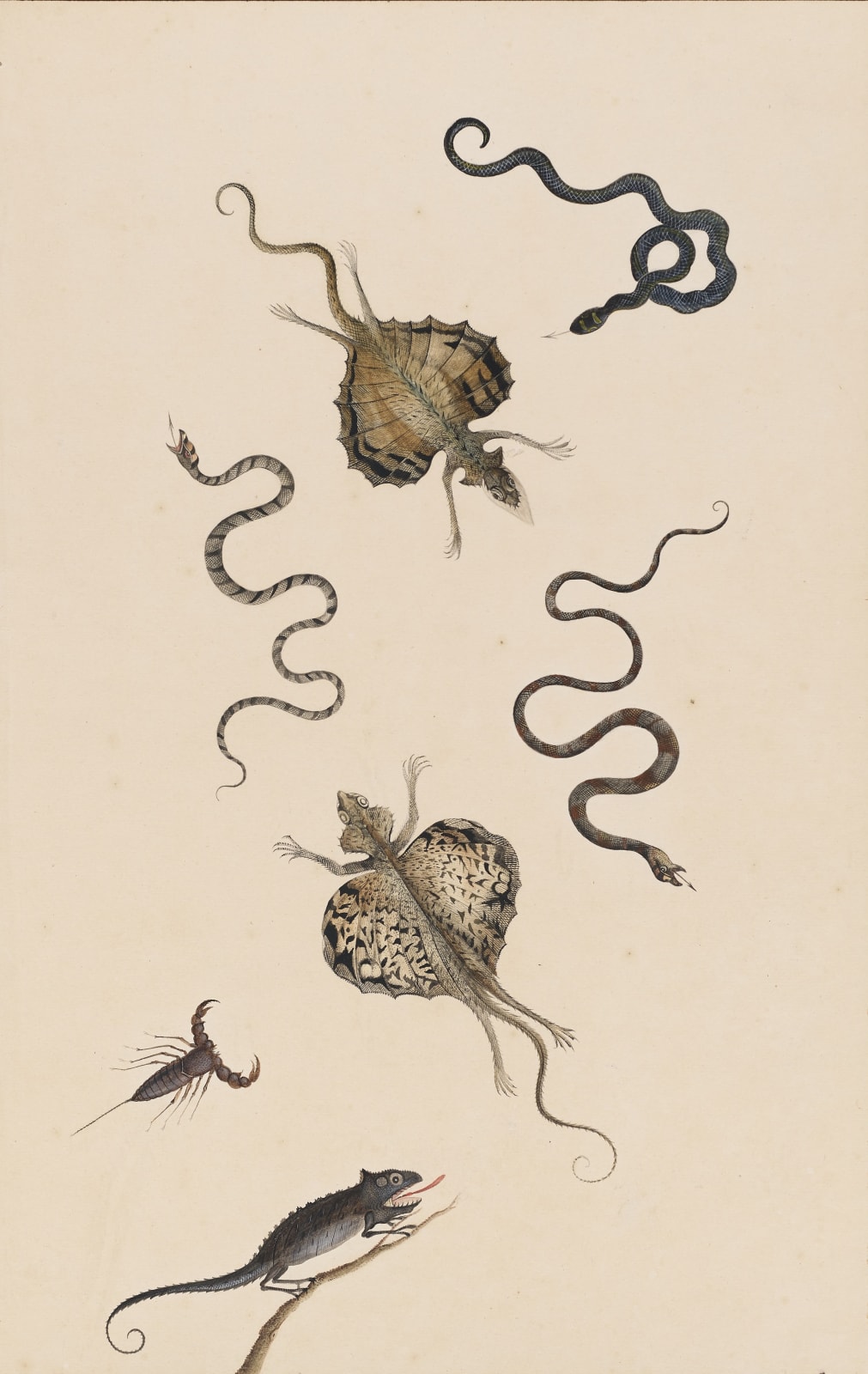 NICOLAAS STRUYCK, Flying lizards, snakes, a scorpion and a chameleon, ca. 1719