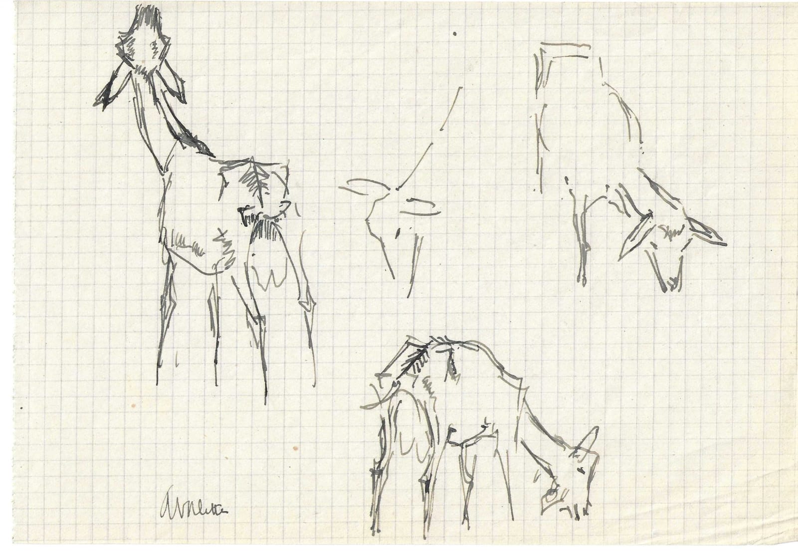 Pierre Adolphe Valette, Goats 5