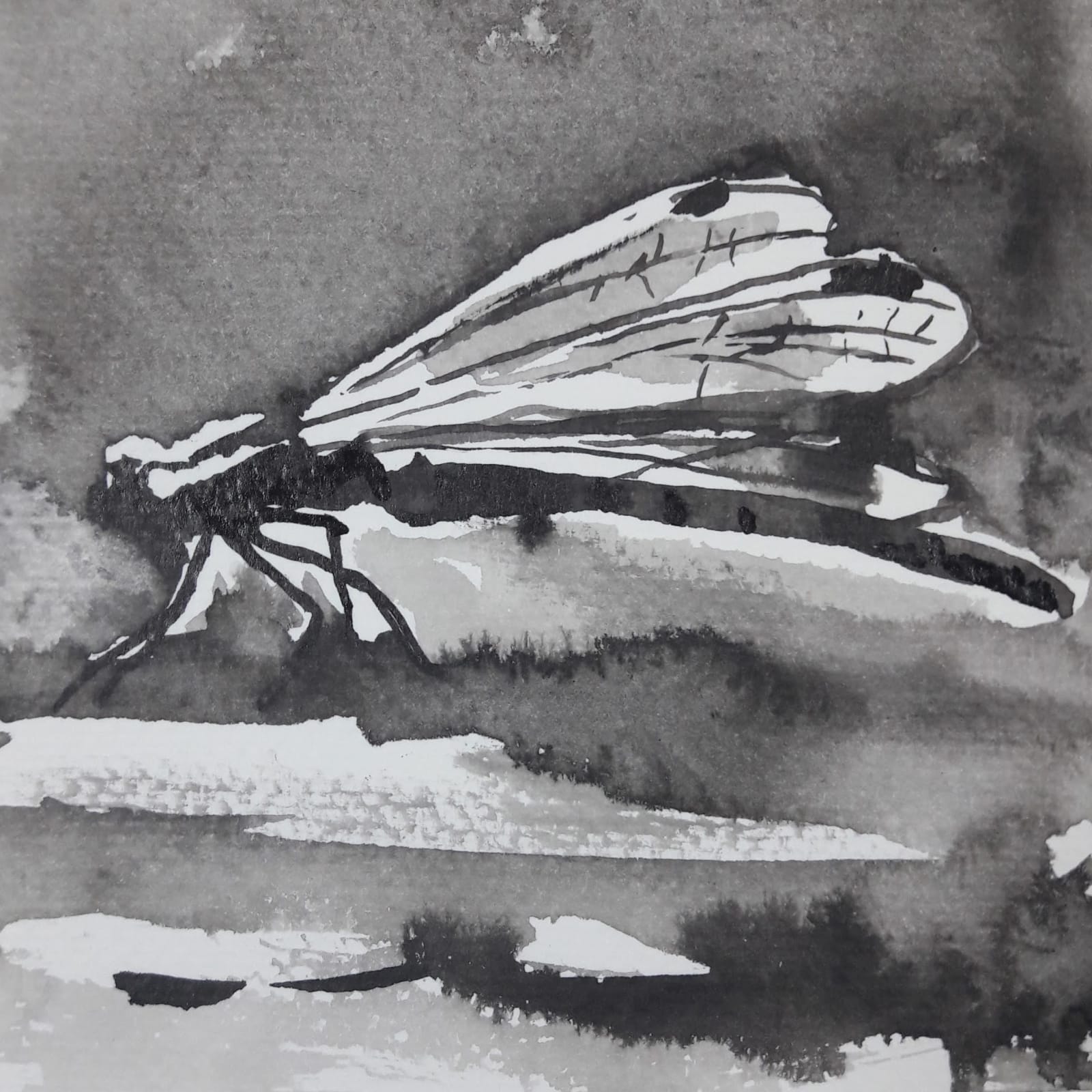 Liam Spencer, Damsel Fly