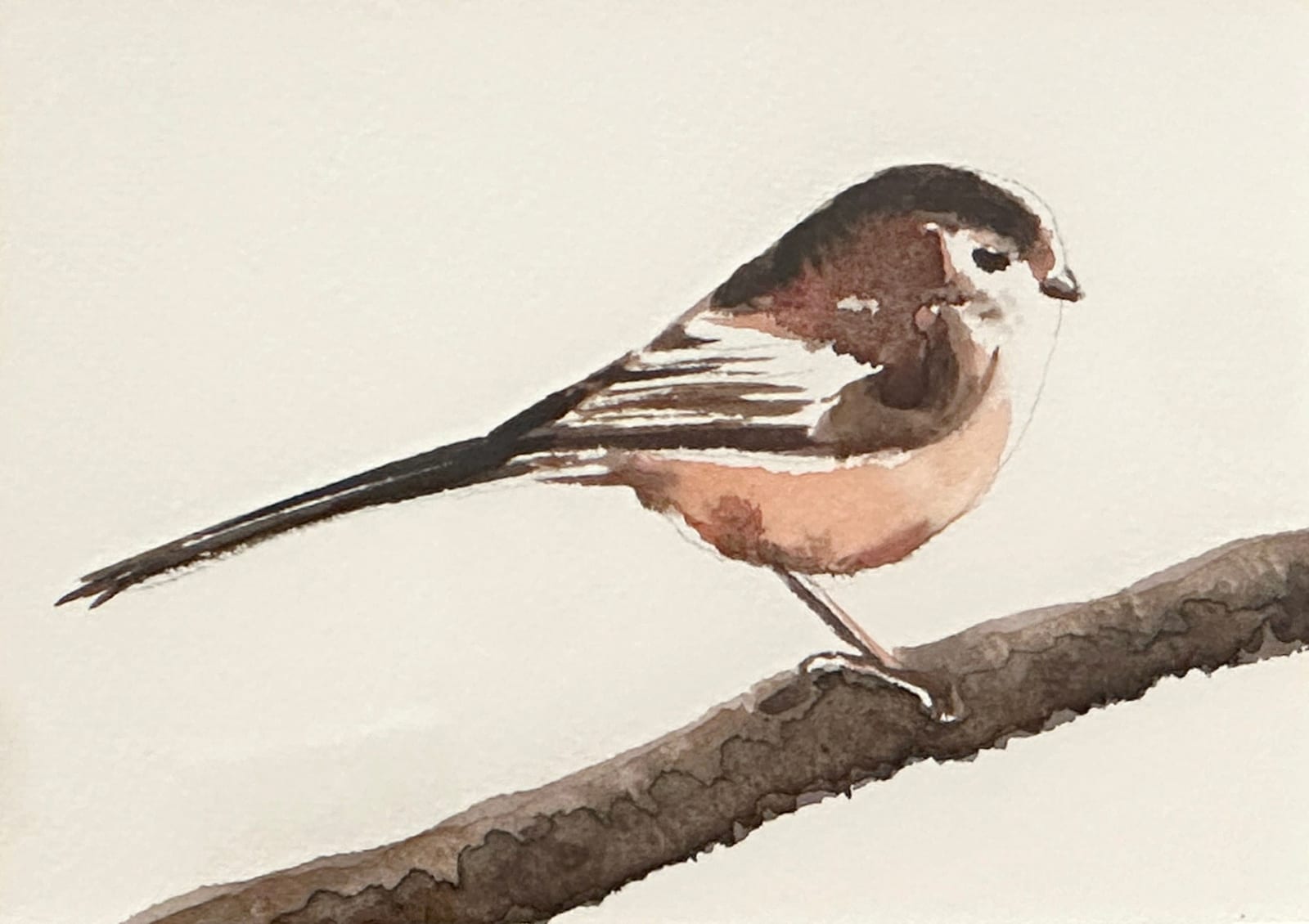Liam Spencer, Long Tailed Tit, 2025