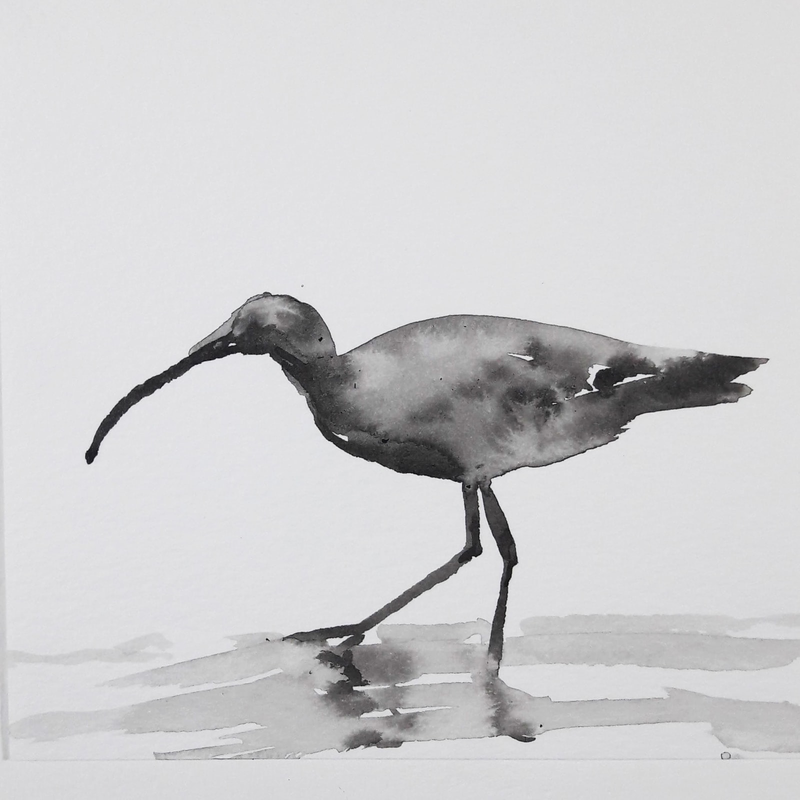 Liam Spencer, Curlew