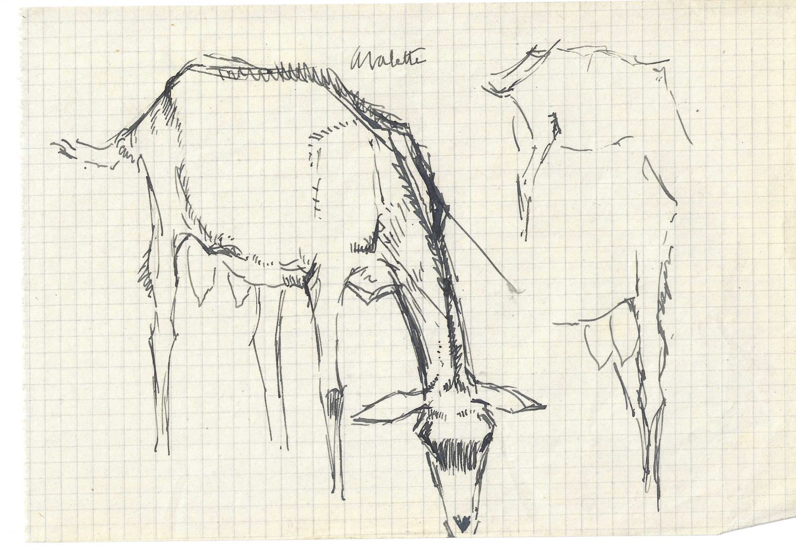 Pierre Adolphe Valette, Goats 8