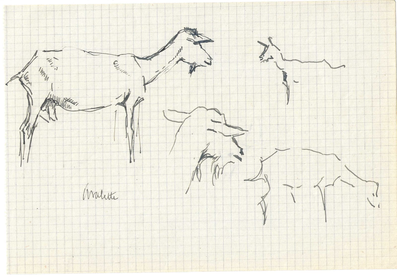 Pierre Adolphe Valette, Goats 7