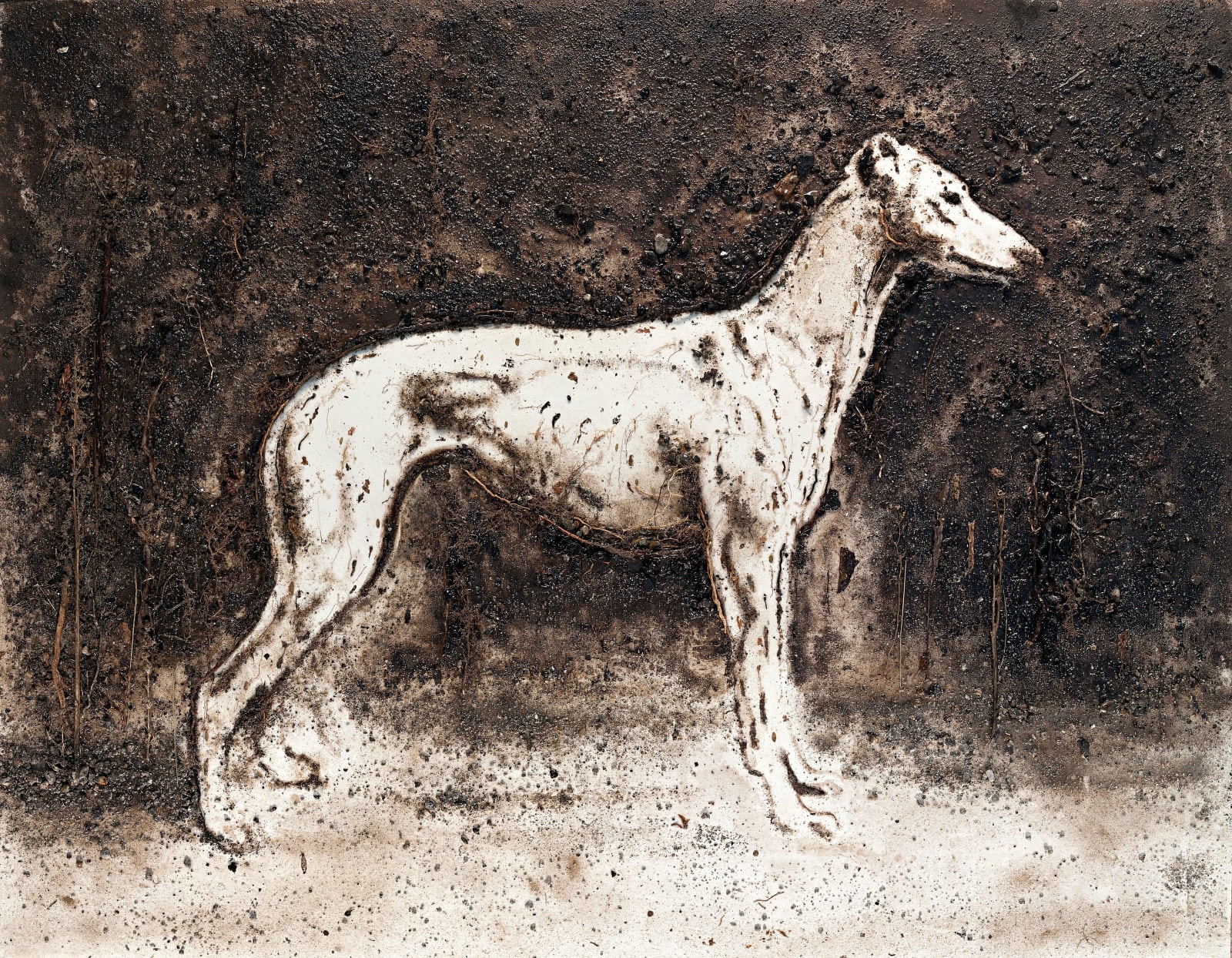 Enzo Fiore, Zoology Greyhound, 2010