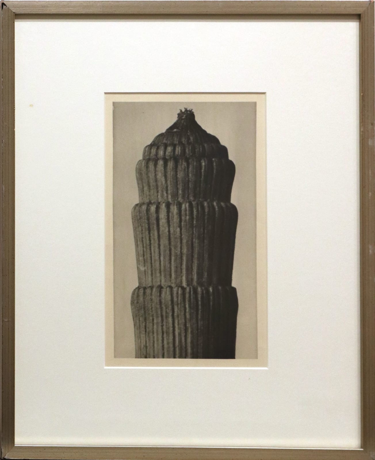 Karl Blossfeldt, Equisetum Hiemale no. 1, 1928