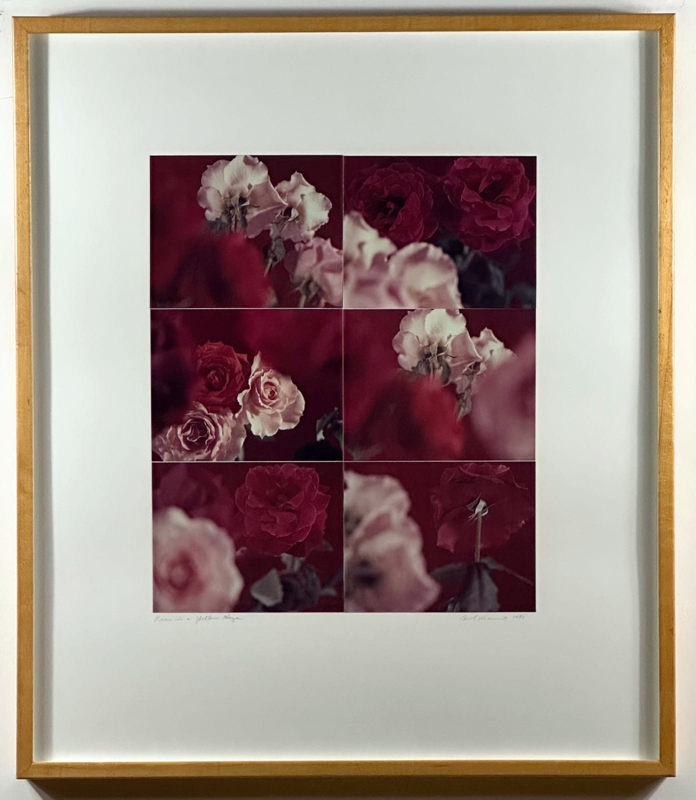 Carol Marino, Roses in a Yellow Haze, 1991