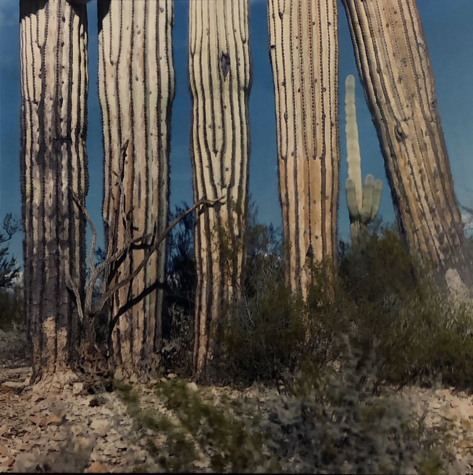 Michael Mitchell, Sonora 1982-1985, 1987