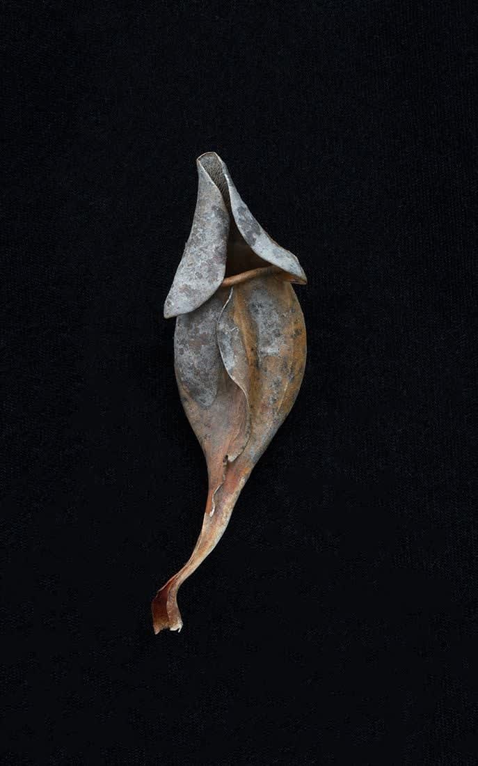 Thaddeus Holownia, Sarraceniaceae #4, 2020