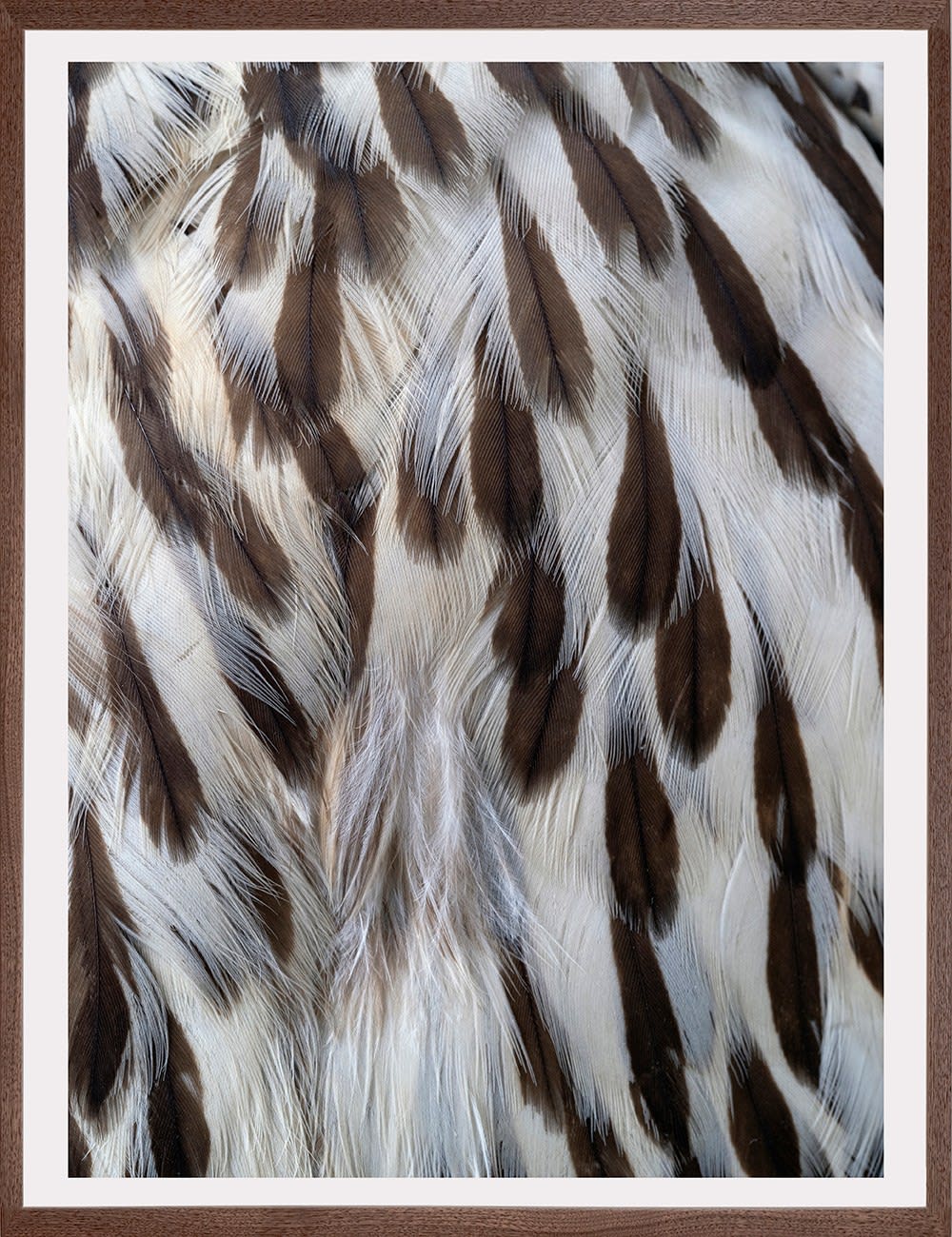 Thaddeus Holownia, Northern Goshawk, 2022