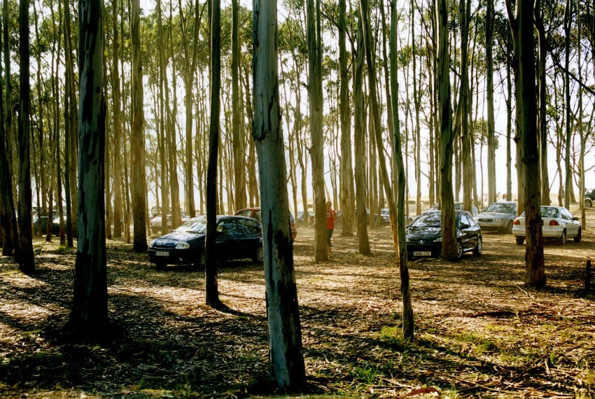 Grit Schwerdtfeger, Wald, 2006