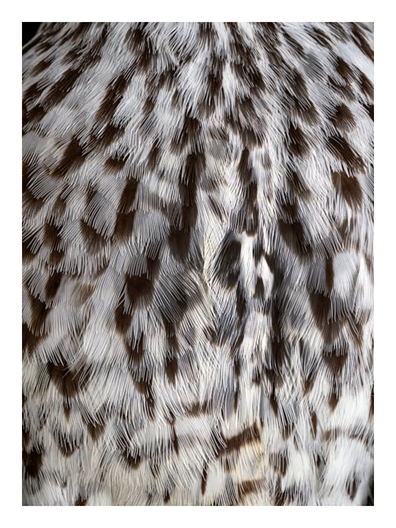 Thaddeus Holownia, Greater Yellowlegs, 2022