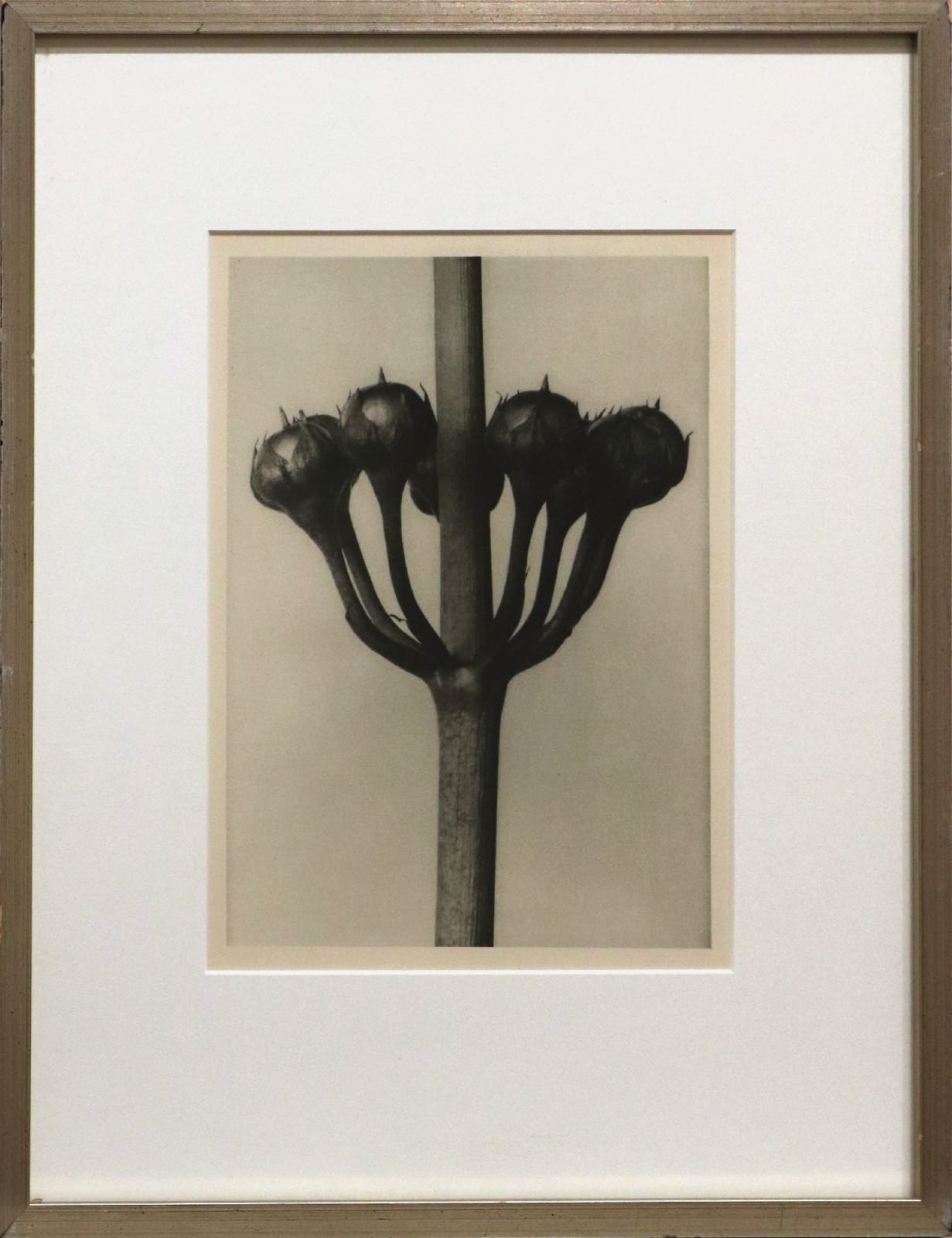 Karl Blossfeldt, Primula japonica, 1928