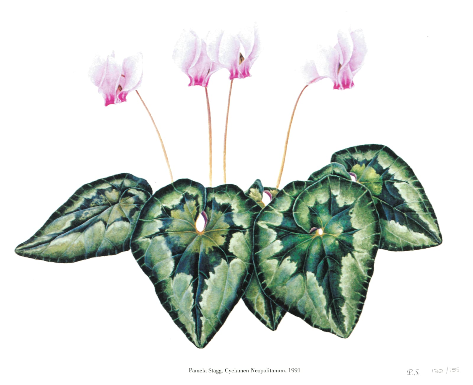 Pamela Stagg, Cyclamen Neopolitanum