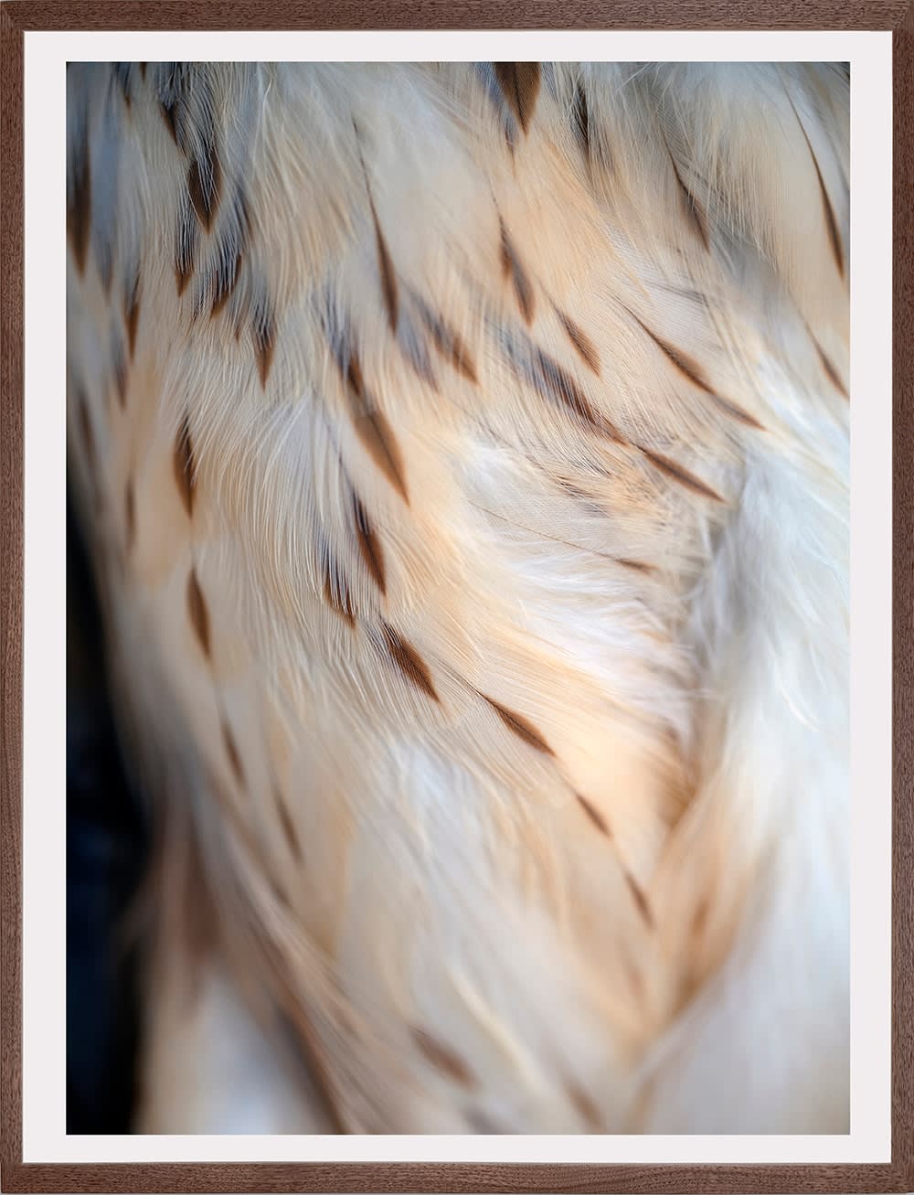 Thaddeus Holownia, Northern Harrier, 2022