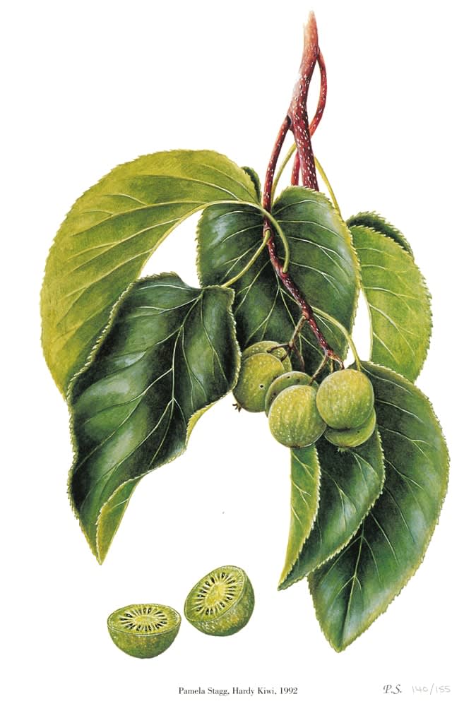 Pamela Stagg, Hardy Kiwi, 1992