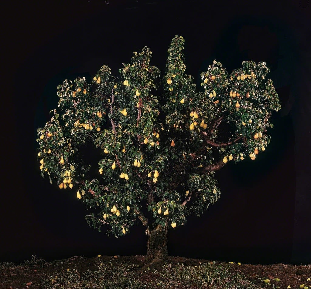Tal Shochat, Pear Tree, 2011