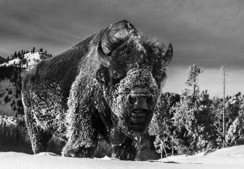 David Yarrow, The Beast of Yellowstone