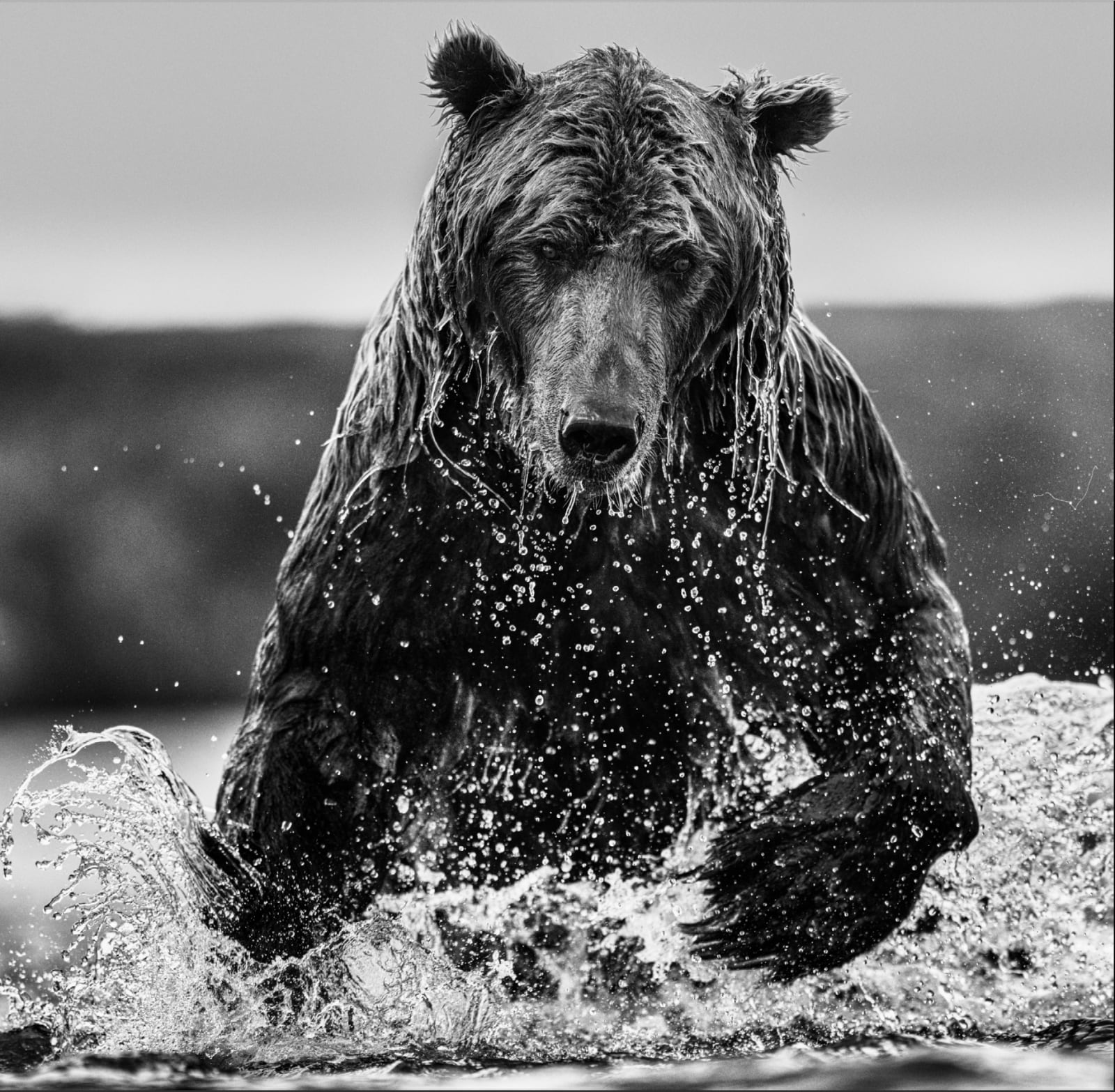 David Yarrow, Gone Fishing